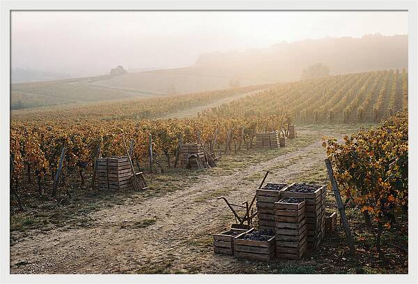 Autumn Vineyard Harvest