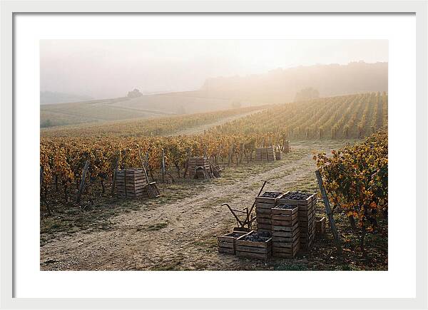 Autumn Vineyard Harvest