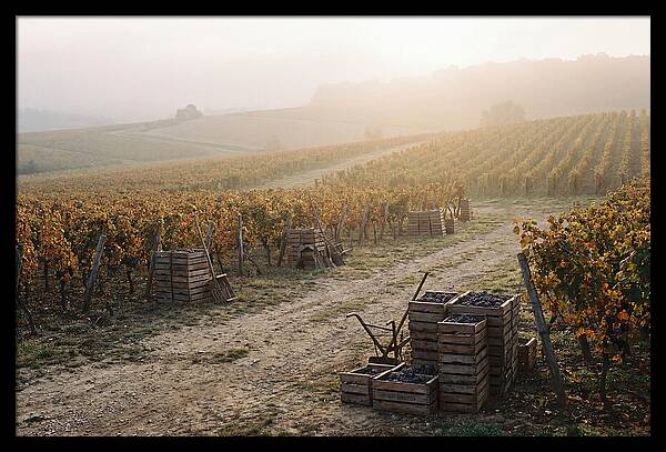 Autumn Vineyard Harvest