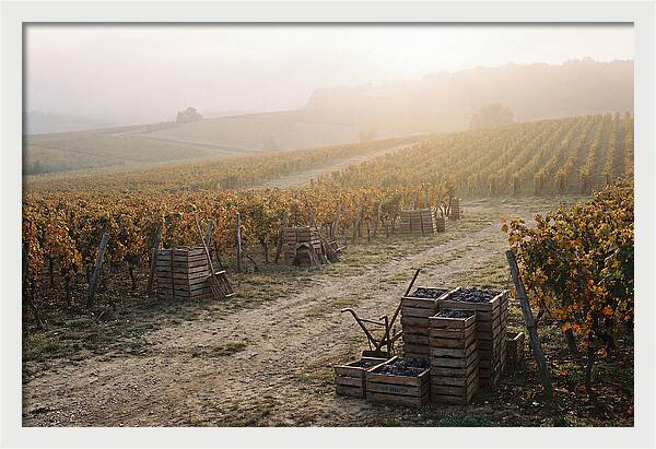 Autumn Vineyard Harvest