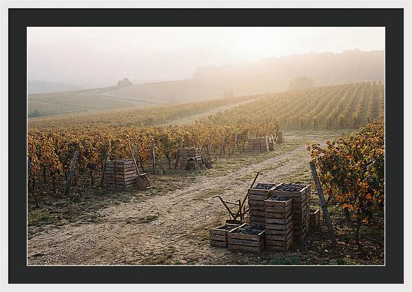 Autumn Vineyard Harvest