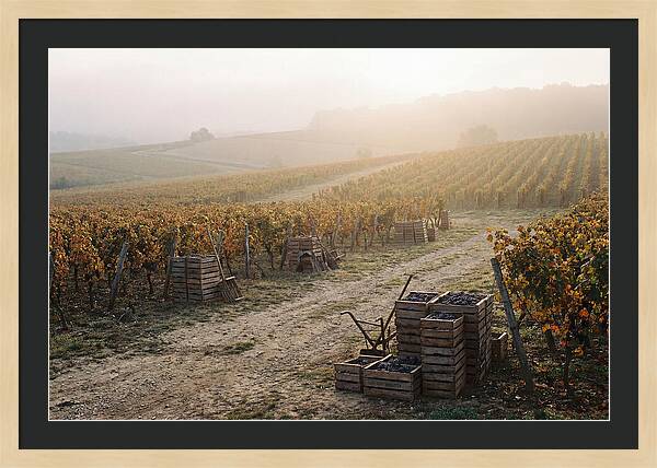 Autumn Vineyard Harvest