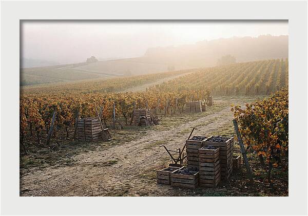Autumn Vineyard Harvest