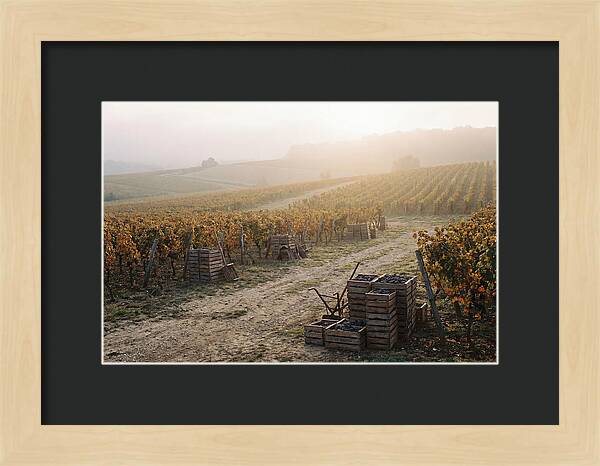 Autumn Vineyard Harvest