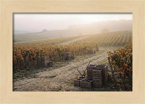 Autumn Vineyard Harvest