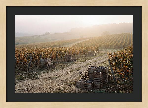 Autumn Vineyard Harvest