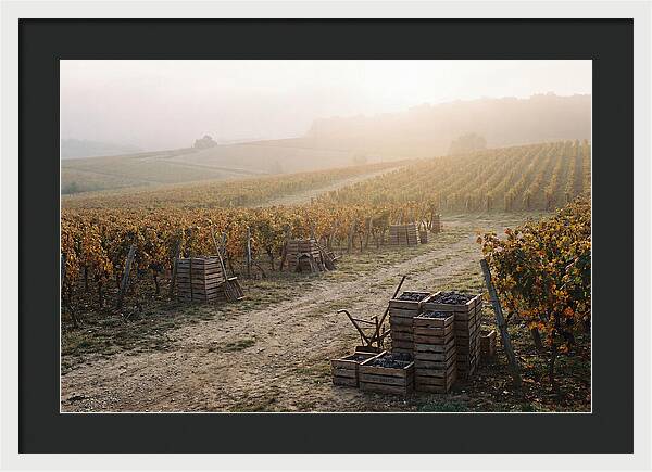 Autumn Vineyard Harvest