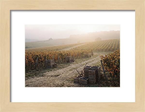 Autumn Vineyard Harvest