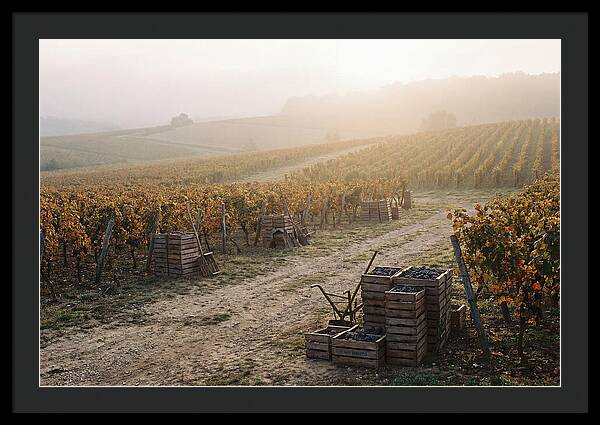 Autumn Vineyard Harvest
