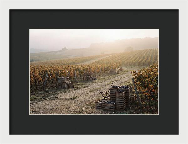 Autumn Vineyard Harvest