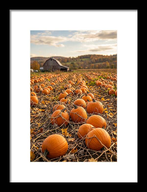 Autumns Bounty Of Pumpkins