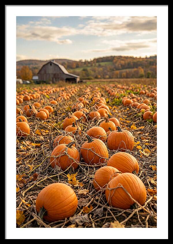 Autumns Bounty Of Pumpkins