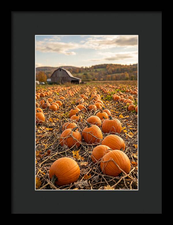 Autumns Bounty Of Pumpkins