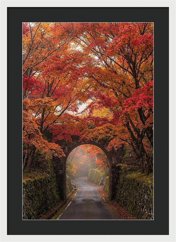 Autumns Golden Canopy
