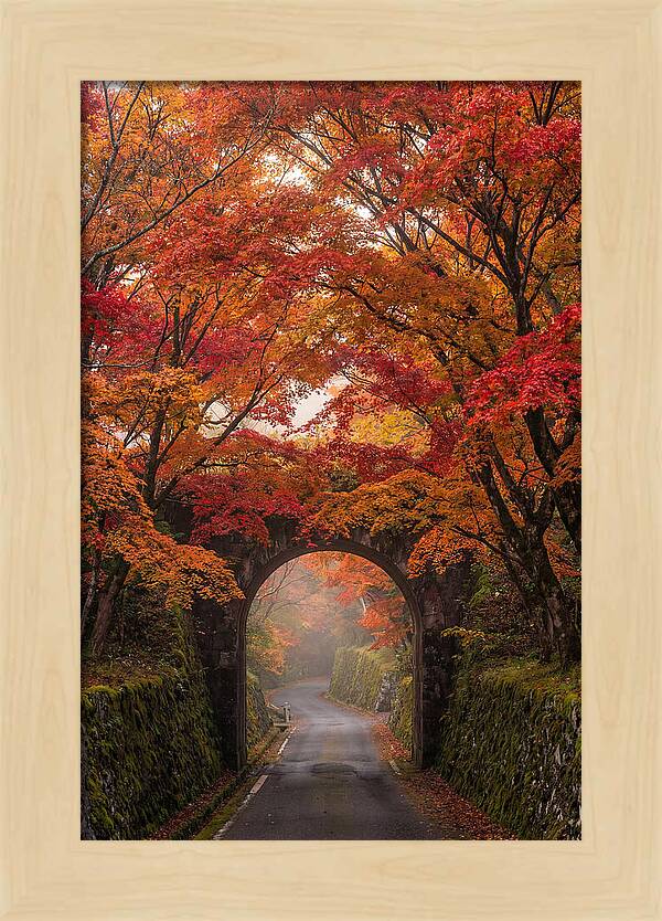 Autumns Golden Canopy