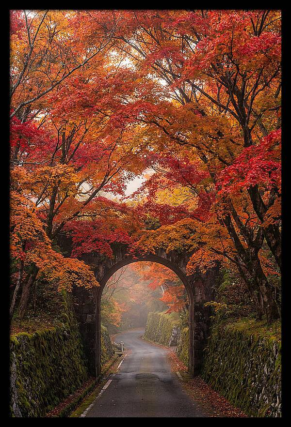 Autumns Golden Canopy