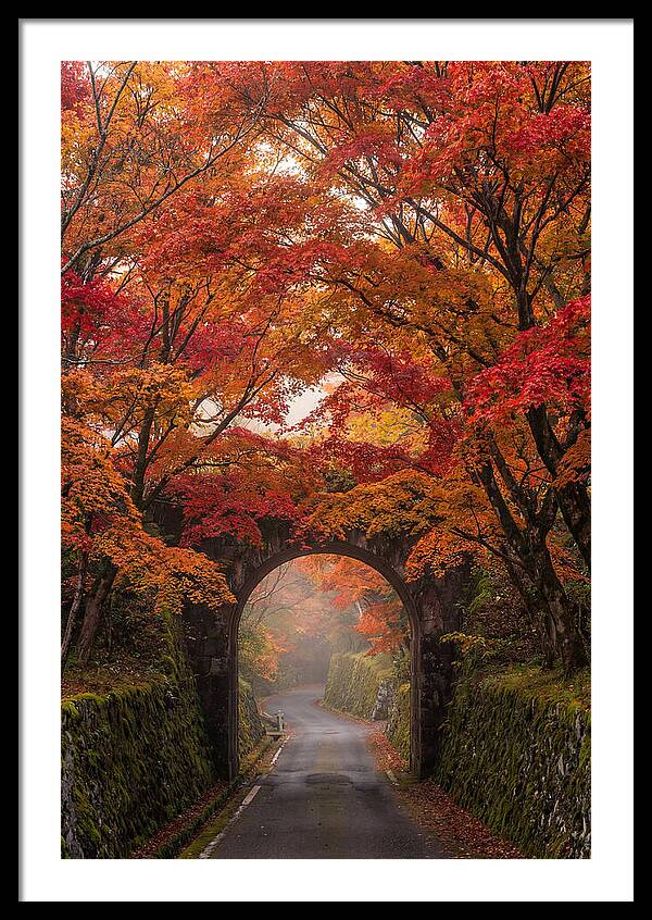 Autumns Golden Canopy
