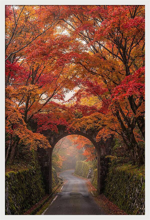Autumns Golden Canopy