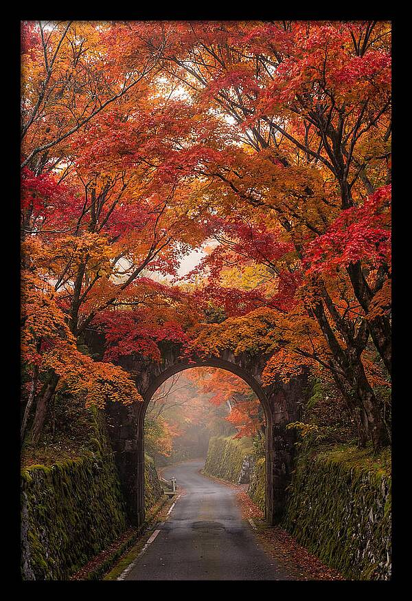 Autumns Golden Canopy