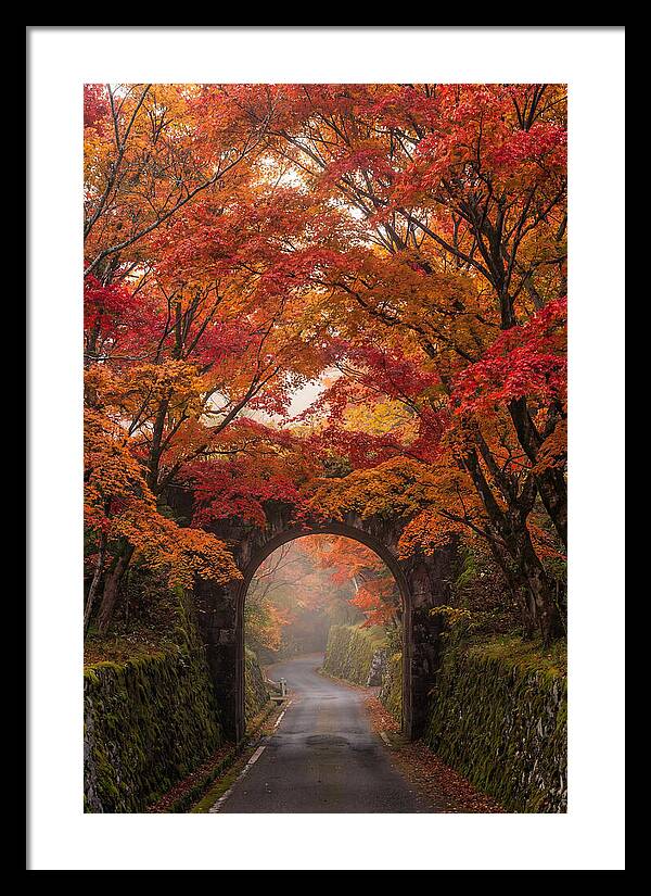 Autumns Golden Canopy