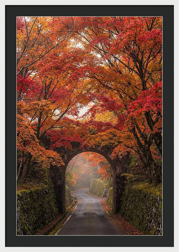 Autumns Golden Canopy