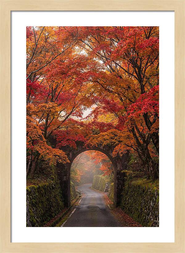 Autumns Golden Canopy