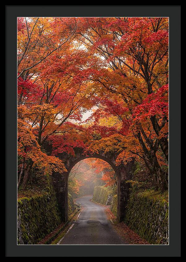 Autumns Golden Canopy
