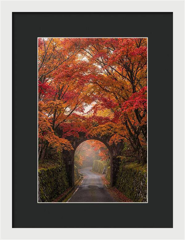 Autumns Golden Canopy