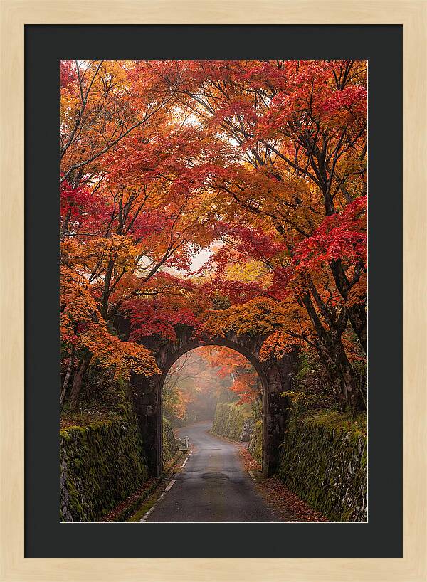 Autumns Golden Canopy