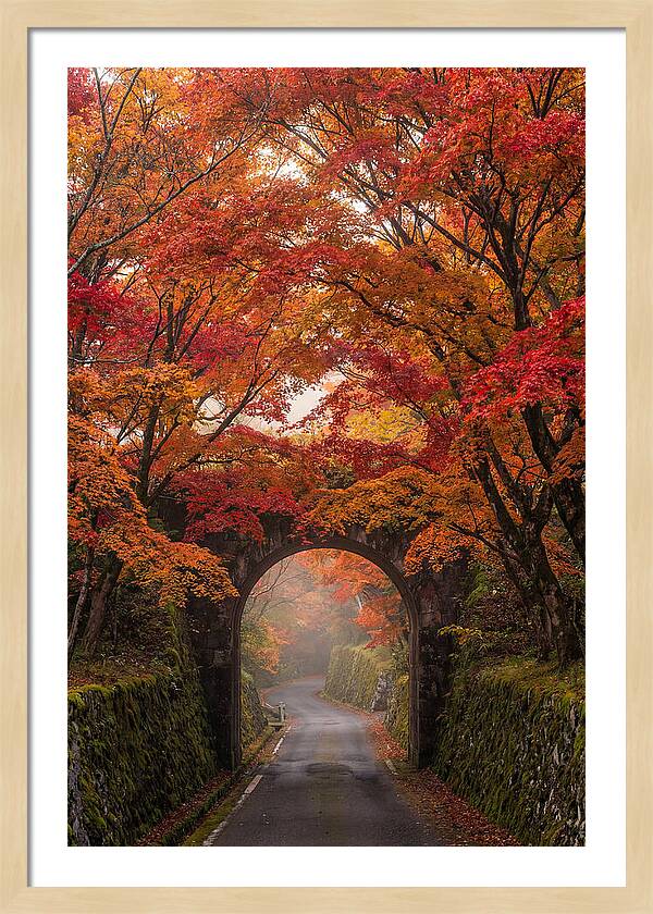 Autumns Golden Canopy