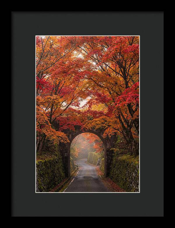 Autumns Golden Canopy
