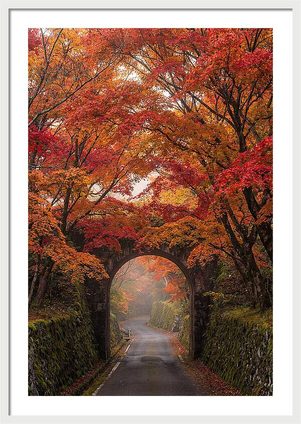 Autumns Golden Canopy