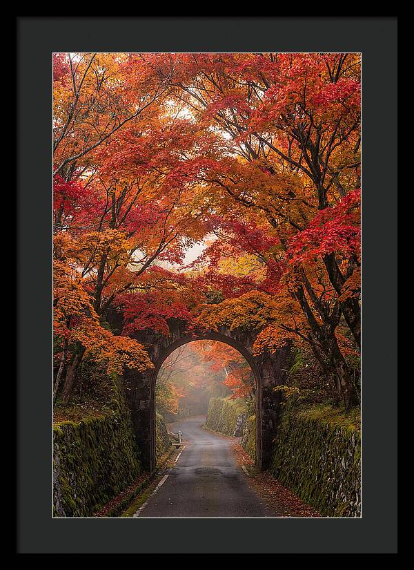 Autumns Golden Canopy