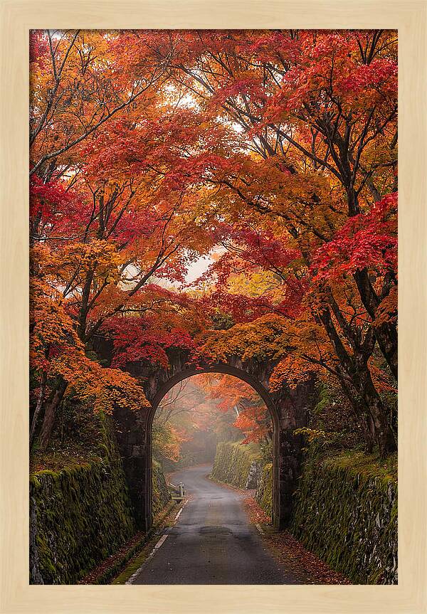 Autumns Golden Canopy