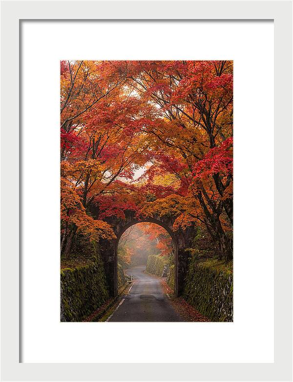 Autumns Golden Canopy