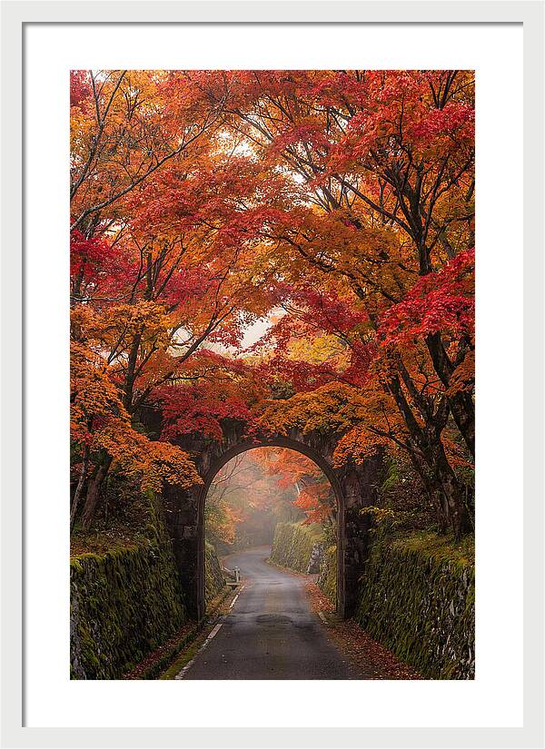 Autumns Golden Canopy