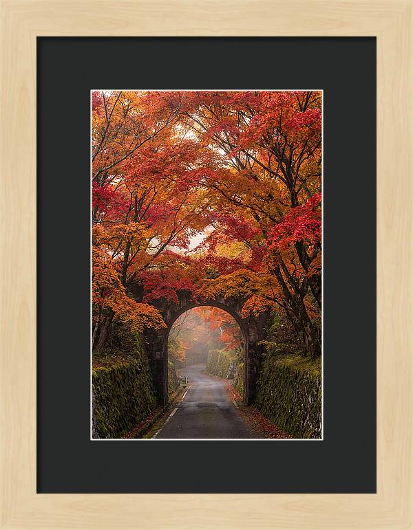 Autumns Golden Canopy