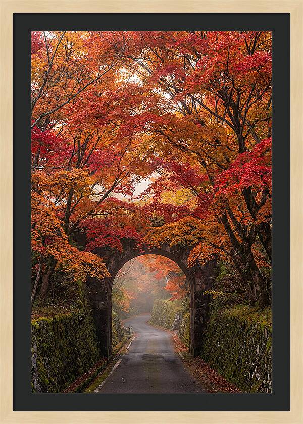 Autumns Golden Canopy