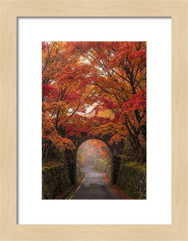 Autumns Golden Canopy