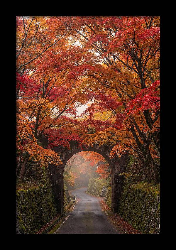 Autumns Golden Canopy