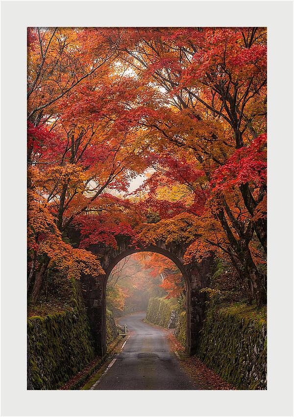 Autumns Golden Canopy