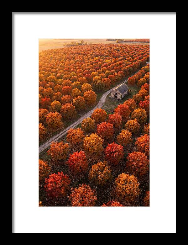 Autumns Golden Embrace