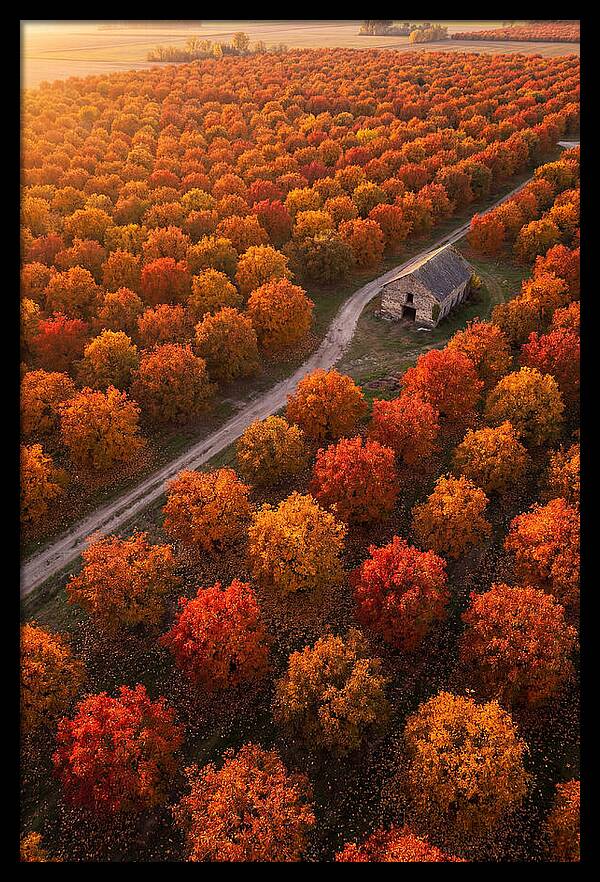Autumns Golden Embrace