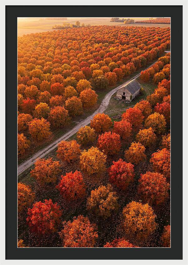 Autumns Golden Embrace