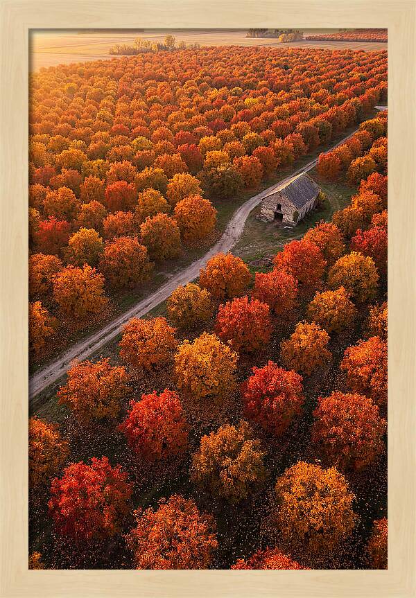 Autumns Golden Embrace