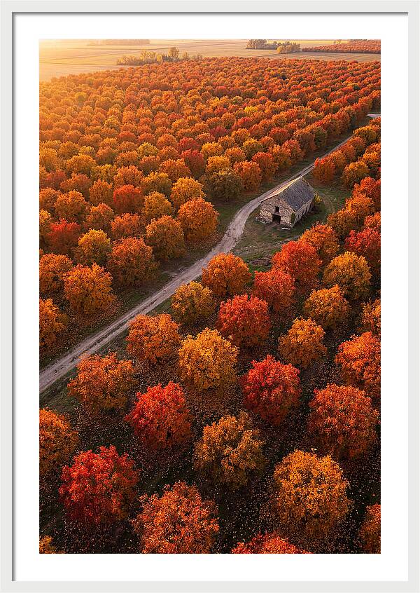 Autumns Golden Embrace