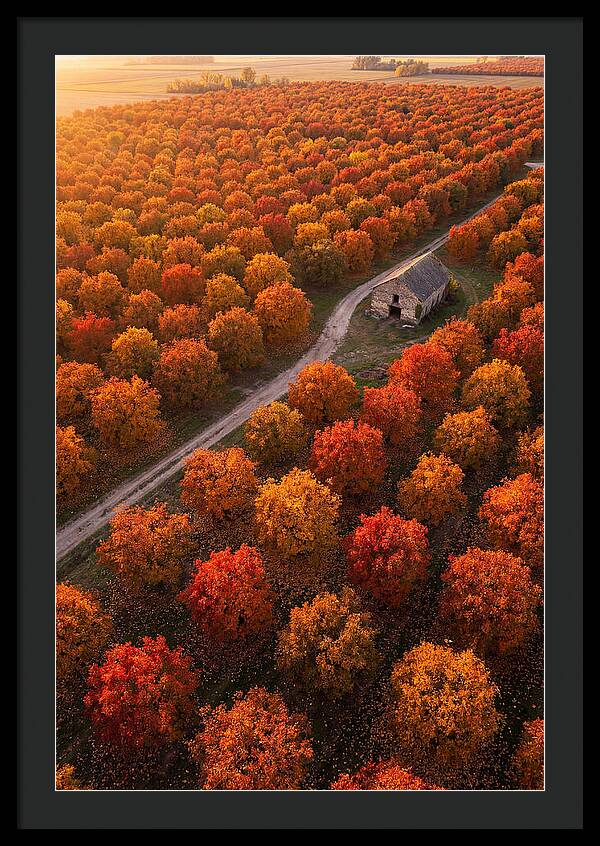 Autumns Golden Embrace