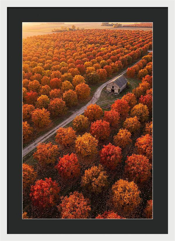 Autumns Golden Embrace