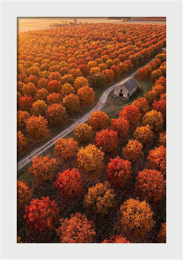 Autumns Golden Embrace