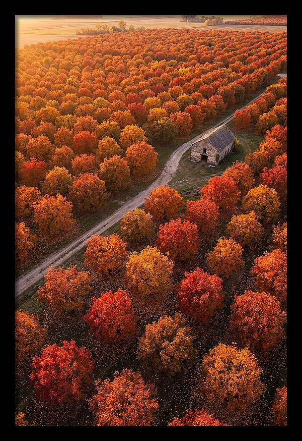 Autumns Golden Embrace